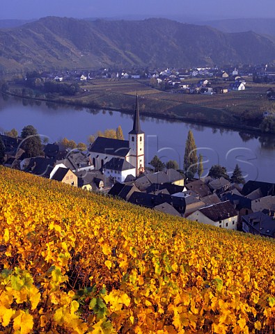 Autumnal Riesling vines in the Goldtropfchen vineyard above Piesport and the River Mosel Germany Mosel