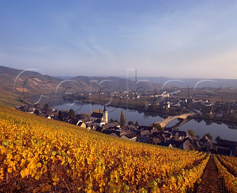 Autumnal Riesling vines in the Goldtropfchen vineyard above Piesport Germany   Mosel