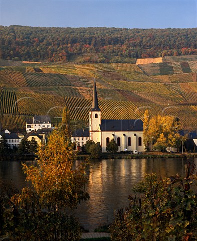 Piesport church with behind and above the   Goldtropfchen and Falkenberg vineyards    Germany  Mosel