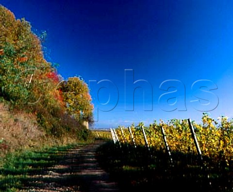 Autumnal Riesling vines at Forst Pfalz Germany   Grosslage Mariengarten