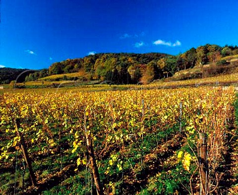 Autumnal Riesling vines at Forst Pfalz Germany   Grosslage Mariengarten