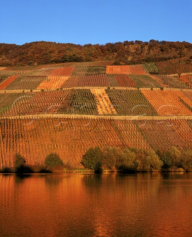 Evening sunlight on the Goldtrpfchen vineyard above the Mosel River near Piesport Germany