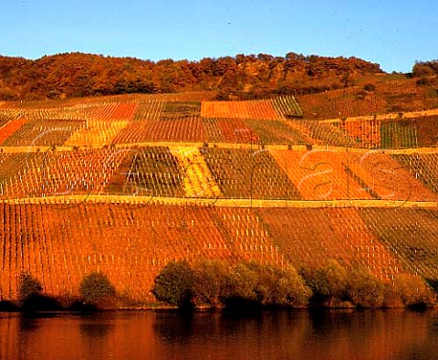 The last rays of the evening sun fall on the steep   vineyards across the Mosel from the village of   Niederemmel just east of Piesport Germany