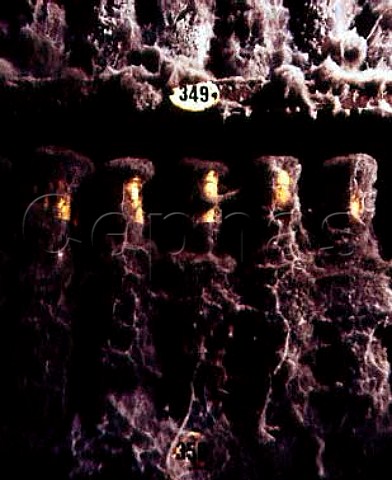 Old mouldcovered bottles in the cellars of   Tokaj Kereskedhz Tolcsva Hungary  Tokaji
