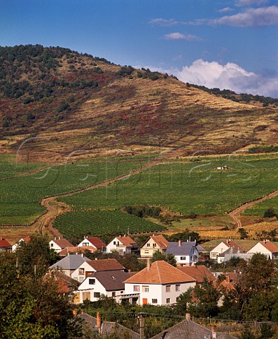 Vineyards in the Tokaj hills Tokajhegyelja above   the town of Tolcsva Hungary