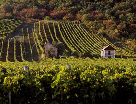 Vineyards in the Tokaji hills Tokajhegyelja near  Tolcsva Hungary   Tokaj