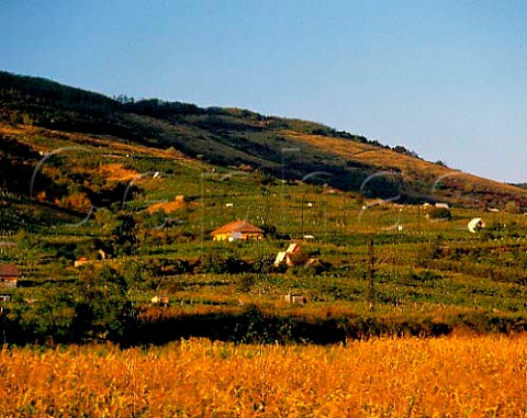 Vineyards between Tokaj and Tarcal Hungary  Tokaji