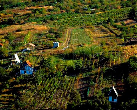 Small vineyards on hillside at Eger Hungary