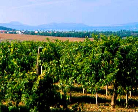 State vineyards at Balatonboglar on the southern   shore of Lake Balaton which can just be seen in   distance Hungary This is a centre for experiment   with nonnative varieties