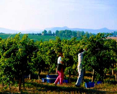 Harvesting grapes in vineyard at Balatonboglar on   the southern shore of Lake Balaton Hungary   DlBalaton