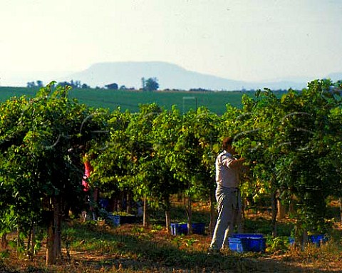 Harvesting grapes in vineyard at Balatonboglr on   the southern shore of Lake Balaton Hungary   DlBalaton