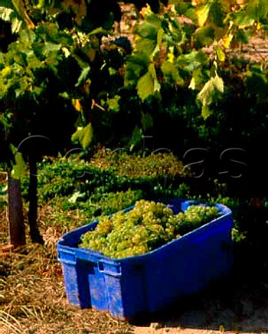 Harvested grapes in vineyard at Balatonboglar on the   southern shore of Lake Balaton Hungary  DlBalaton
