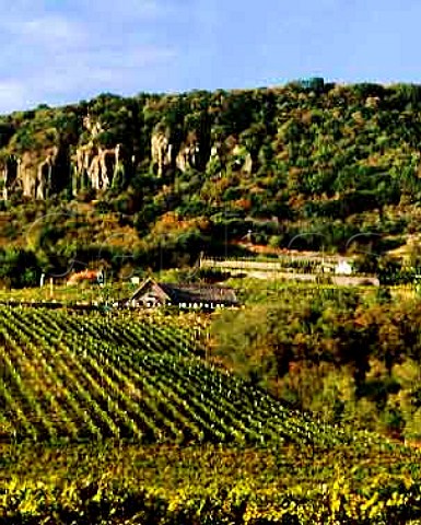Vineyards on the slopes of Mount Badacsony   an extinct volcano stump on the north shore of   Lake Balaton Hungary