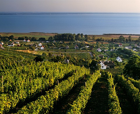 View over vineyards on Mount Badacsony  an extinct volcano stump  with Lake Balaton beyond Hungary  Badacsony