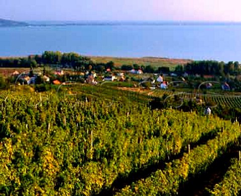 View over the vineyards of Mount Badacsony an   extinct volcano stump with Lake Balaton beyond   Hungary