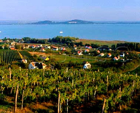 View over the vineyards of Mount Badacsony an   extinct volcano stump with Lake Balaton beyond   Hungary