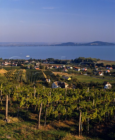 View over vineyards on Mount Badacsony with Lake Balaton beyond Hungary Badacsony