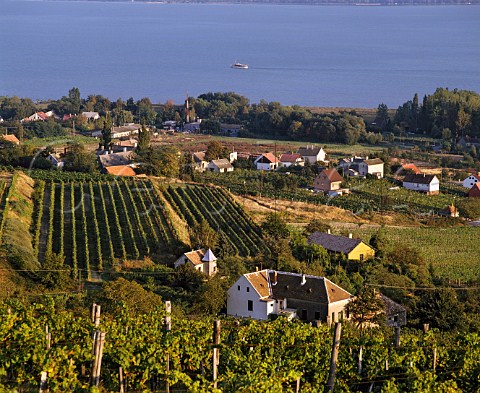View over vineyards on Mount Badacsony an extinct   volcano stump with Lake Balaton beyond  Hungary