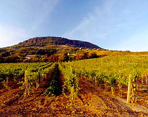 Vineyards on the the slopes of Mount Badacsony an   extinct volcano stump on  the north shore of Lake   Balaton Hungary