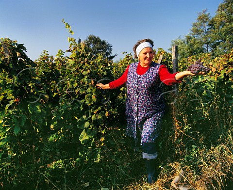 Harvest time in vineyard on the north shore of Lake Balaton near Badacsonytomaj Hungary Badacsony