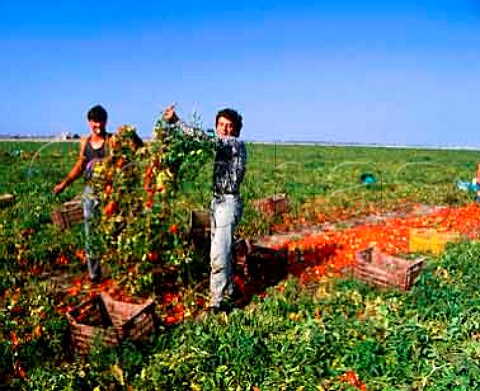 Harvesting tomatoes near Foggia Puglia Italy