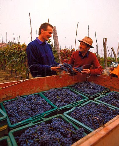 Gianni Voerzio left with harvested Nebbiolo grapes   in his vineyard at La Morra Piemonte Italy Barolo
