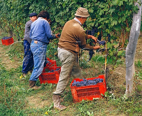 Picking Nebbiolo grapes at Barbaresco Piemonte   Italy  Barbaresco