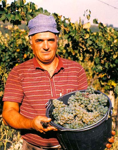 Picker with bucket of Verdicchio grapes in   vineyard of Garofoli   Loreto Marches Italy   Verdicchio dei Castelli di Jesi Classico