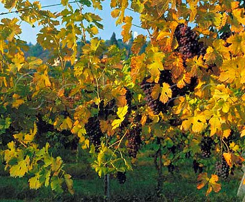 Molinara grapes in vineyard at Bardolino Veneto   Italy