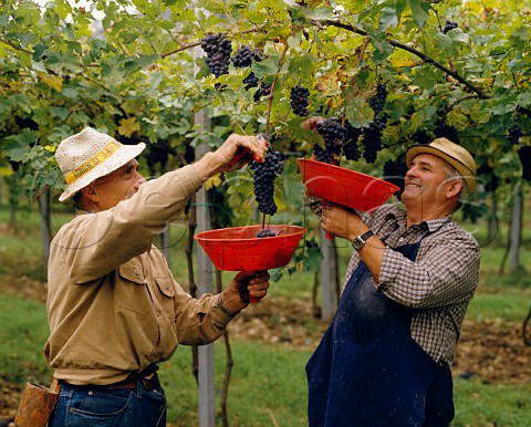 Picking Corvina grapes of Masi Gargagnano   Veneto Italy          Valpolicella  Amarone