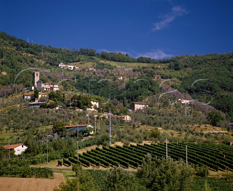 Vineyard at Capella in the Lucca Hills Tuscany Italy  Colline Lucchesi