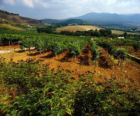 Vineyards in the Alban Hills near Frascati    Lazio Italy    Frascati