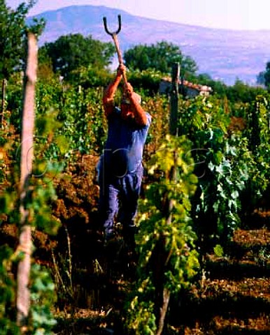 Breaking up the ground in small vineyard above Tito   near Potenza Basilicata Italy