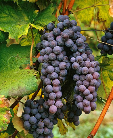 Nebbiolo grapes La Morra Piemonte Italy  Barolo