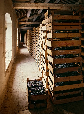 Drying grapes for Amarone in a loft of Masi Gargagnano Veneto Italy   Valpolicella