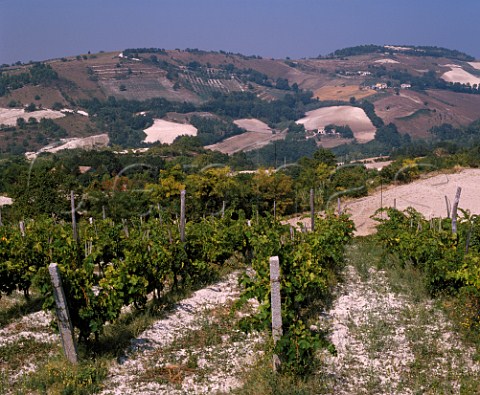 Vineyard on the slopes of Monte Cnero near Camerano Marches Italy   DOC Rosso Cnero