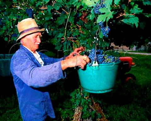 Picking Lambrusco grapes near Reggio NellEmilia   Emilia Romagna Italy Lambrusco Reggiano
