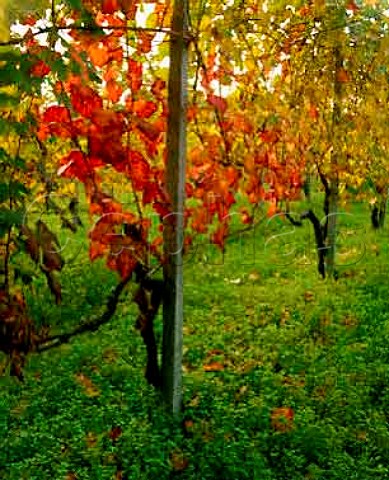Autumnal vines at Ziano Piacentini Emilia Romagna   Italy      Gutturnio dei Colli Piacentini