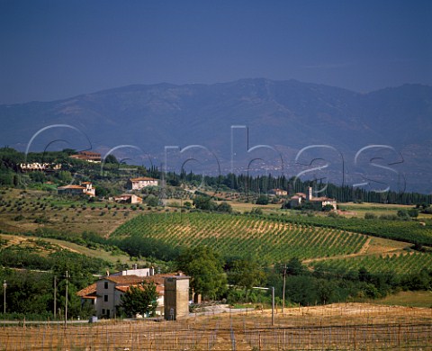 Vineyards near Prato with the Apennines in distance Tuscany Italy   Chianti Colli Fiorentini