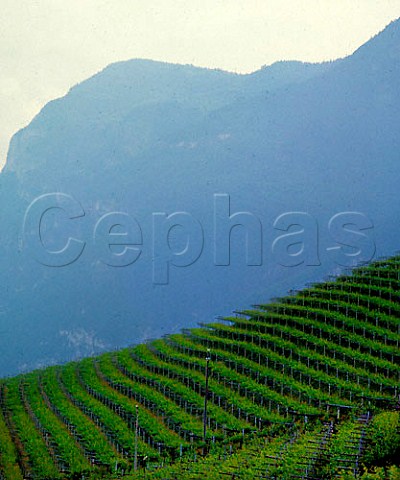 Vineyard above Cortaccia Alto Adige Italy