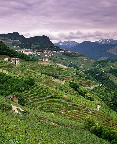 Terraced vineyards at Verla di Giovo in the Valle di Cembra Trentino Italy
