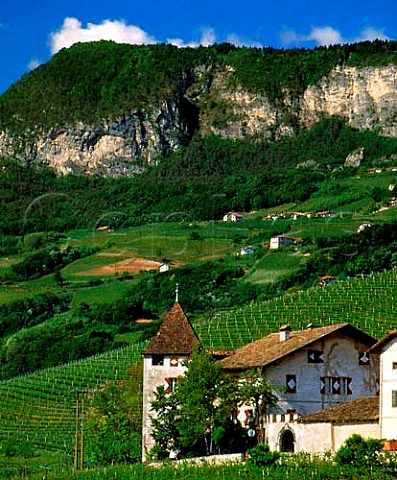 Vineyards around Cortaccia Alto Adige Italy  DOC Caldaro  Kalterer