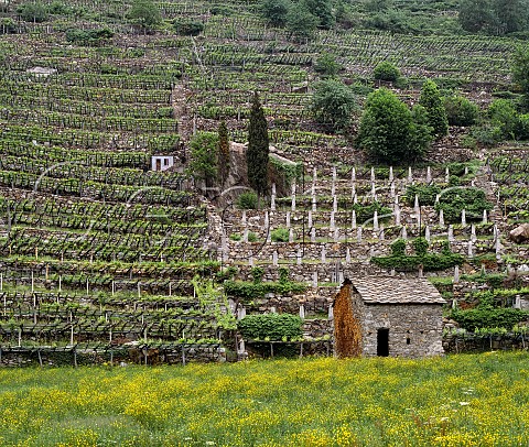 Terraced Picotener vineyard the local name for Nebbiolo   Donnas Valle dAosta Italy