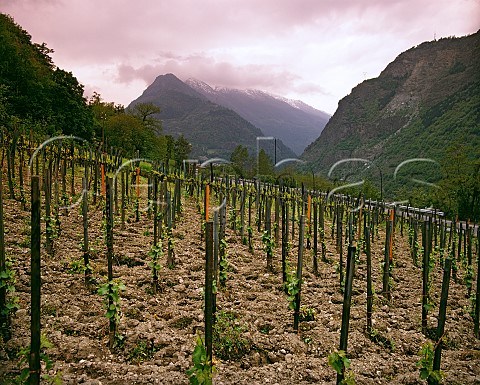 Vineyard at Arvier Valle dAosta Italy  