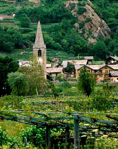 Vineyard near Verres Valle dAosta Italy   ArnadMontjovet