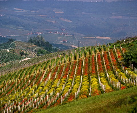 Spring poppies and mustard flowering in vineyard near Monforte dAlba Piemonte Italy  Barolo