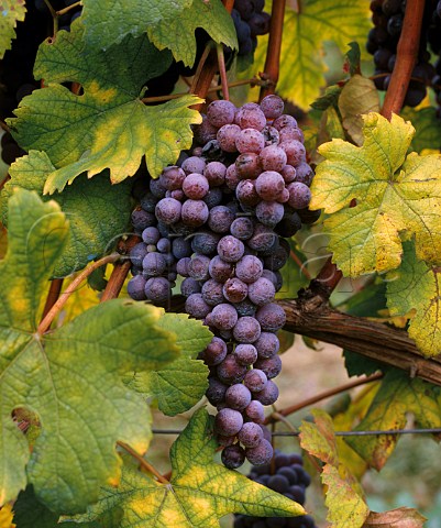 Nebbiolo grapes in vineyard at La Morra Piemonte Italy  Barolo
