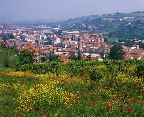Spring flowers by vineyard above Alba   Piemonte Italy