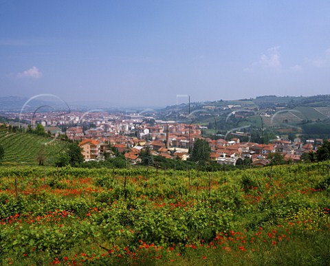 Spring flowers in vineyard above Alba   Piemonte Italy