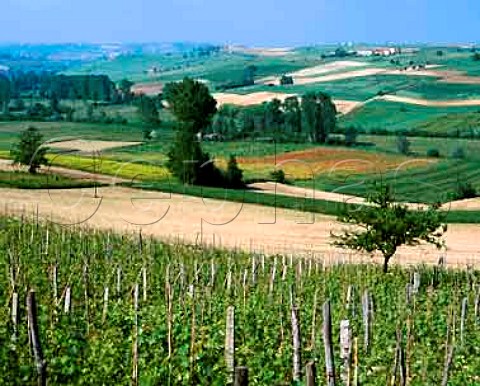 Vineyard at Grana north of Asti Piemonte Italy